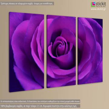 Πίνακας σε καμβά Bright purple rose close up, τρίπτυχος 2