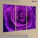 Canvas print Bright purple rose close up,  3 panels, side