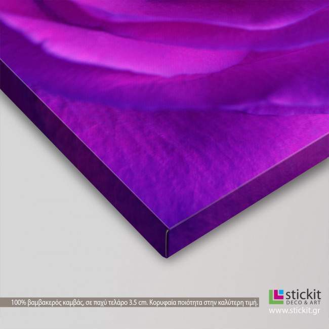 Canvas print Bright purple rose close up,  3 panels, detail