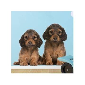 Kids wall stickers Cute puppies