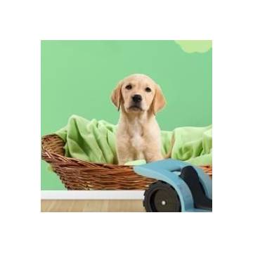 Kids wall stickers Puppy in his basket