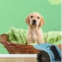 Kids wall stickers Puppy in his basket