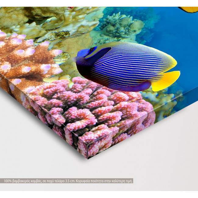 Canvas print Coral reef,  3 panels, side