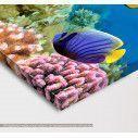 Canvas print Coral reef,  3 panels, side