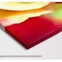 Canvas print Rose, multicolor rose, side