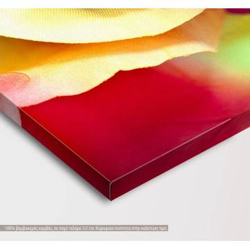 Canvas print Rose, Multicolor rose,  3 panels 2