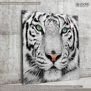 Πίνακας σε καμβά White tiger
