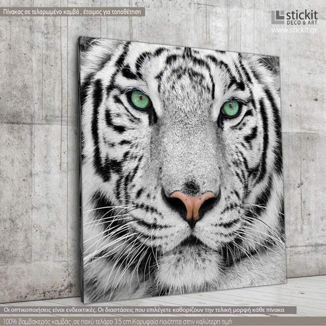 Canvas print White tiger
