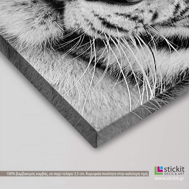 Canvas print White tiger, side