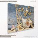 Canvas print Star fish and shells, Posthorn snail, starfish, side
