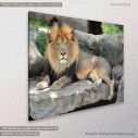 Canvas print lion, Lion, side