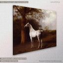 Canvas print Grey horse on the grassland, Agasse , side