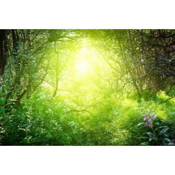 Wallpaper In the woods 2