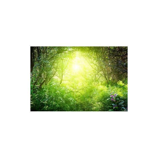 Wallpaper In the woods