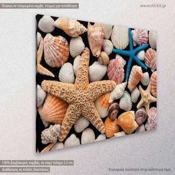 Canvas print, Starfish and shells 2