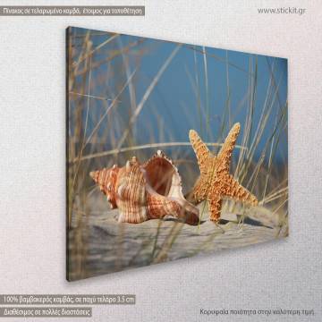 Canvas print, Shell and starfish 2