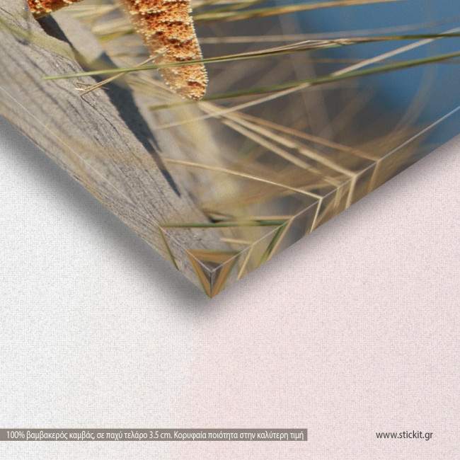 Shell and starfish, πίνακας σε καμβά, λεπτομέρεια