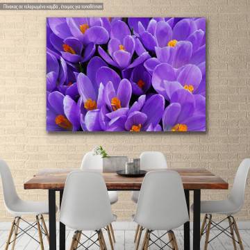 Canvas print, Purple crocus
