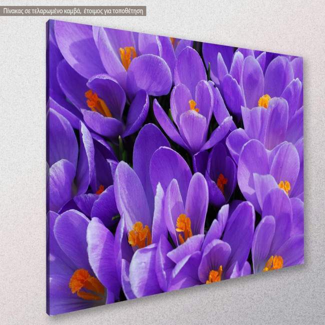 Purple crocus, πίνακας σε καμβά, κοντινό