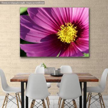 Canvas print, Cosmos closeup