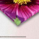 Cosmos closeup, πίνακας σε καμβά, λεπτομέρεια