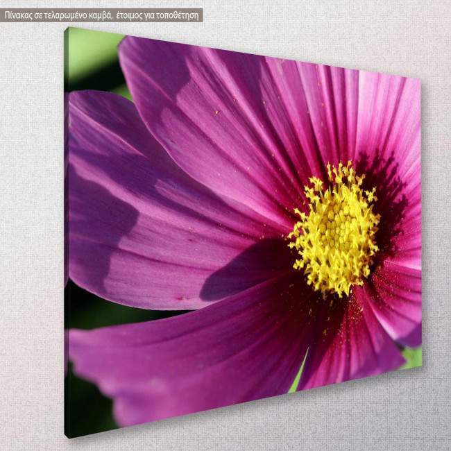 Canvas print, Cosmos closeup, side
