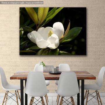 Πίνακας σε καμβά Μανόλια, Southern magnolia