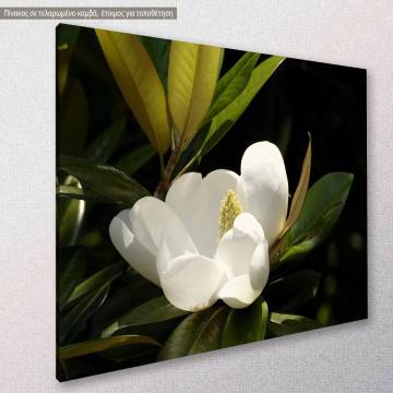 Canvas print Southern magnolia Framed canvas View 1 2