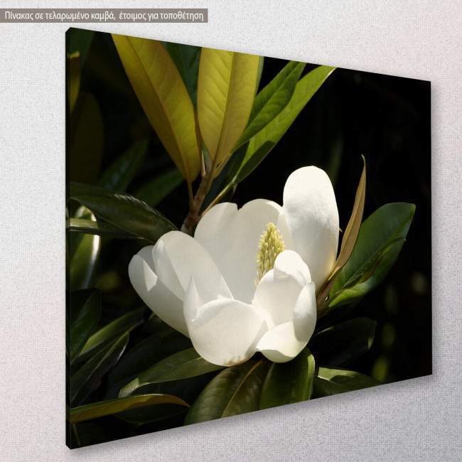 Canvas print, Southern magnolia, side