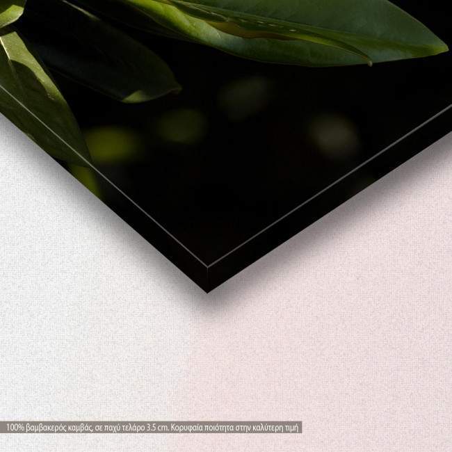 Canvas print, Southern magnolia, detail