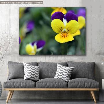 Canvas print, Yellow and purple pansies