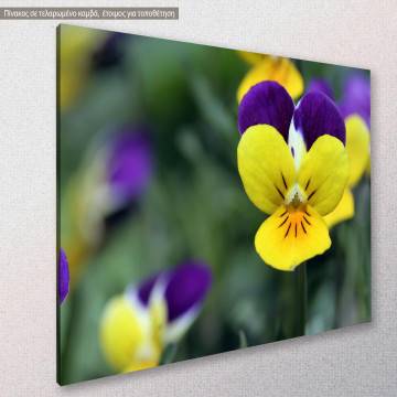 Πίνακας σε καμβά Πανσέδες, Yellow and purple pansies 2