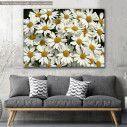 Canvas print, Garden full of white daisies
