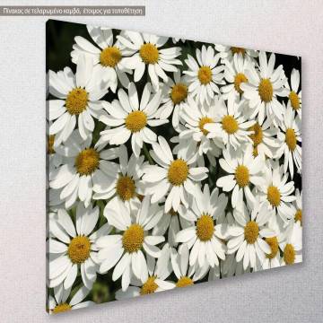 Canvas print Garden full of white daisies Framed canvas View 1 2