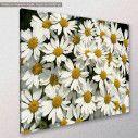 Canvas print, Garden full of white daisies, side