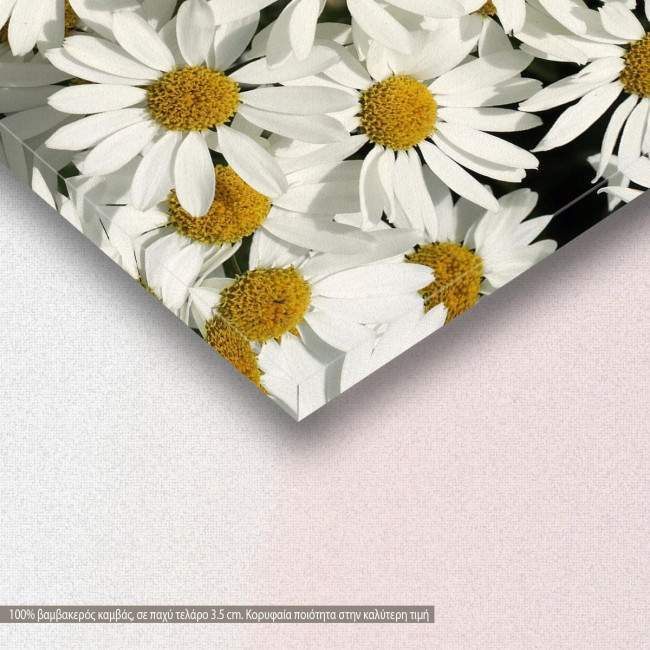 Canvas print, Garden full of white daisies, detail