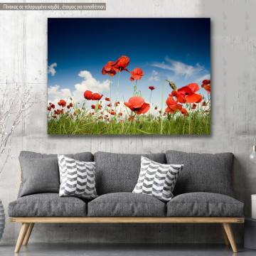 Canvas print Poppies, Field with poppies under dark sky