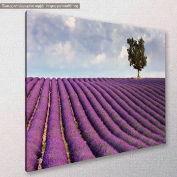 Canvas print, Lavender field and a lone tree 2