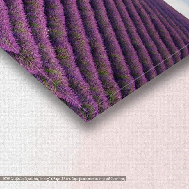 Lavender field and a lone tree, πίνακας σε καμβά, λεπτομέρεια