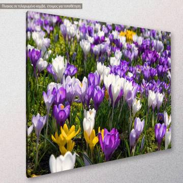 Πίνακας σε καμβά Κρόκος, Crocus field 2