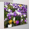 Crocus field, πίνακας σε καμβά, κοντινό