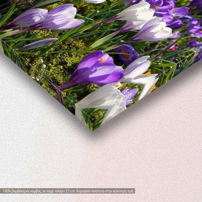 Crocus field, πίνακας σε καμβά, λεπτομέρεια