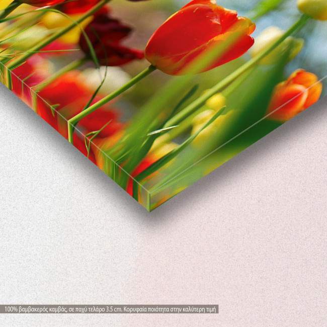 Canvas print, Tulip sunshine, detail