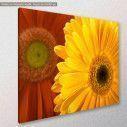 Canvas print, Yellow and red daisy, side