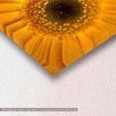 Canvas print, Yellow and red daisy, detail