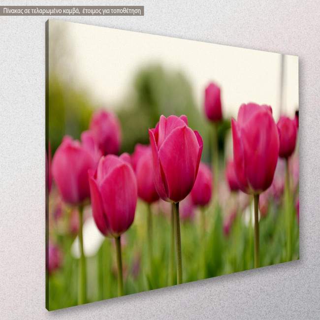Canvas print, Tulip field, side