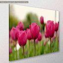 Canvas print, Tulip field, side