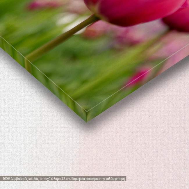 Canvas print, Tulip field, detail