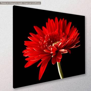 Canvas print, Red daisy 2