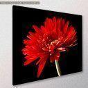 Canvas print, Red daisy, side